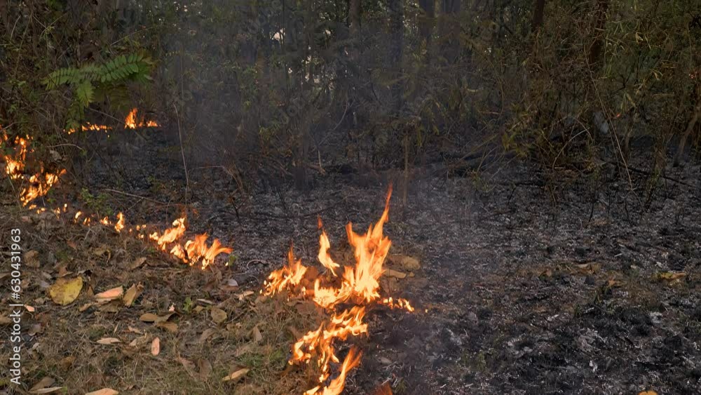 Wildfire Menace: Air Quality Takes a Hit as Ground Fire Rages in the Forest during the Dry Season, with Jungle Grasses Igniting and Flames Spreading Uncontrolled. Wildfire Menace: Air Quality Takes a Hit as Ground Fire Rages in the Forest during the Dry Season, with Jungle Grasses Igniting and Flames Spreading Uncontrolled.