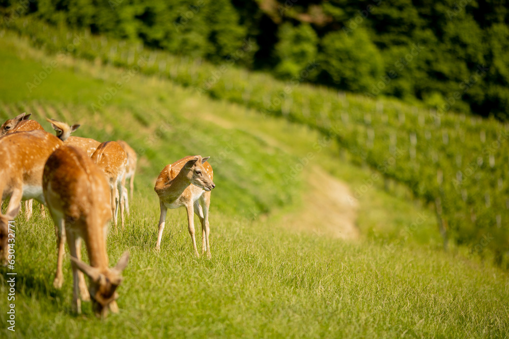 Reindeers on the foothills of Jelenov Greben in Slovenia Reindeers on the foothills of Jelenov Greben in Slovenia