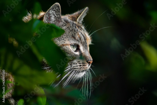 The cat looks to the side and sits on a green lawn. Portrait of a fluffy tricolor cat with green eyes in nature, close up