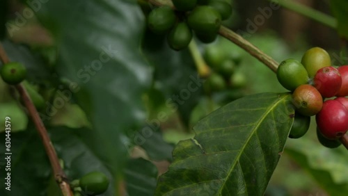 Wallpaper Mural Coffee fruits on tree.close up shot Torontodigital.ca