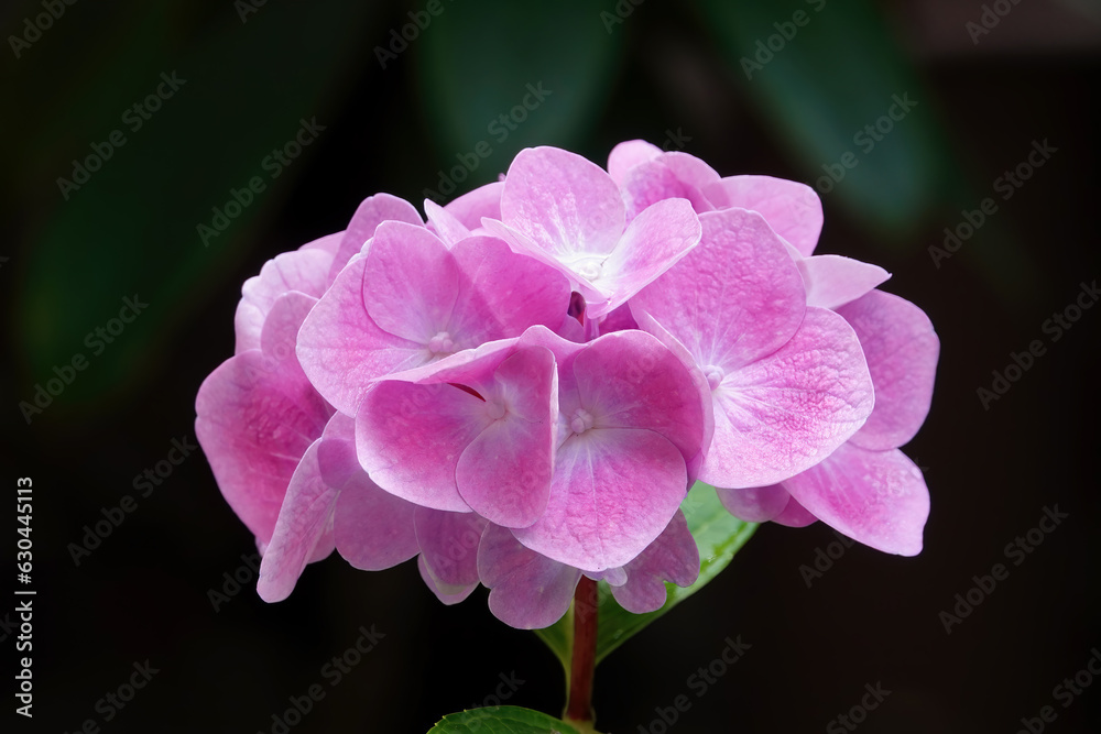 Obraz premium Beautiful pink hortensia flower