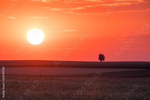 Farmland at sunrise. In the photo you can see a lonely tree at sunrise, there are farmlands around