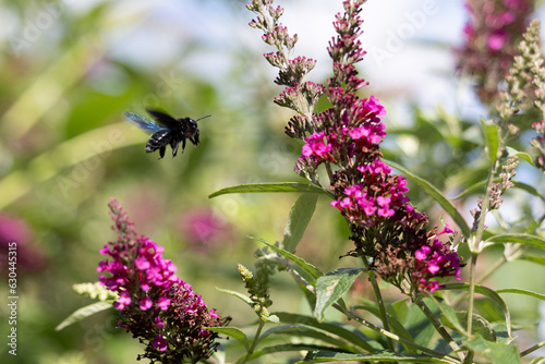 Blue carpenter bee (Xylocopa violacea) collecting pollen on a summer lilac (Buddleja)