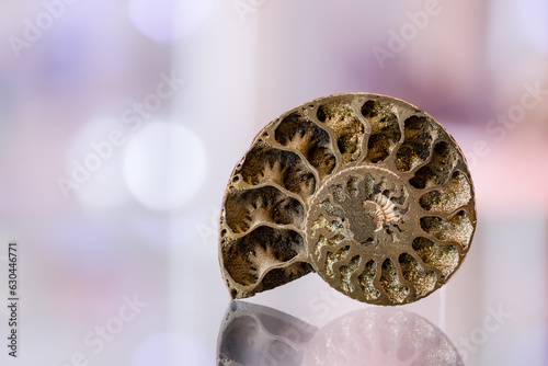 Pyritized Ammonite Fossil From Russia on Soft Light Background photo