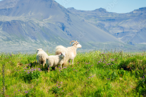 Family white sheep grazing in meadow on mountain pasture in countryside