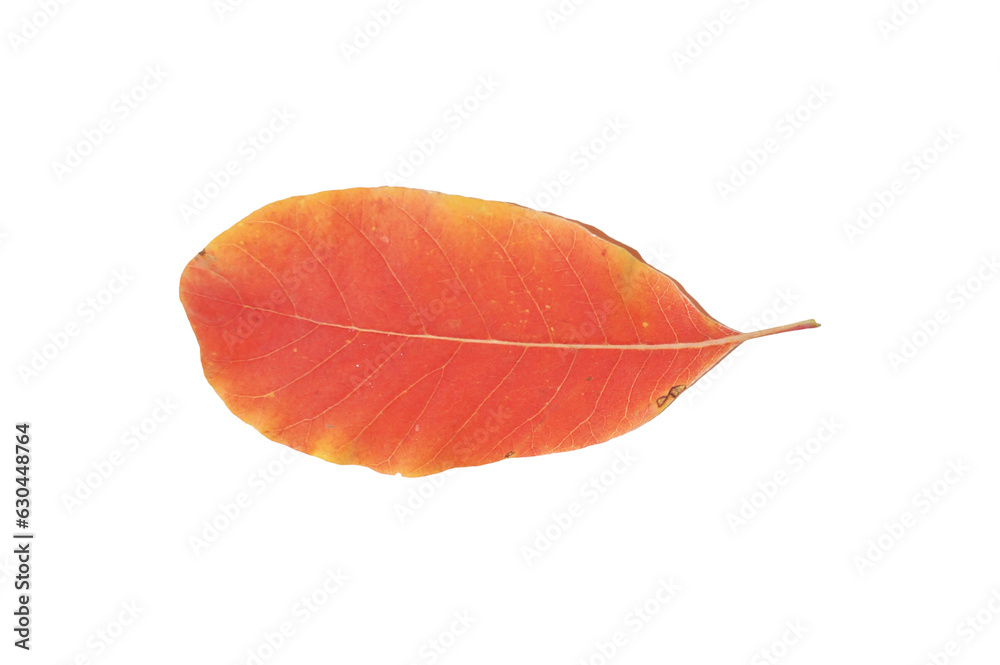 yellowing tree leaves in autumn yellowing tree leaves in autumn