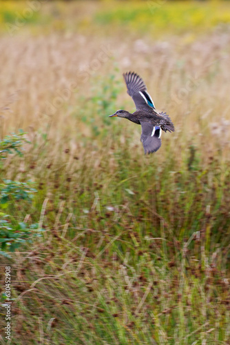 approaching duck across the field