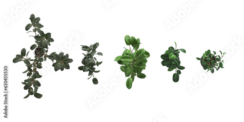 Collection of top view plants in ceramic pots isolated on transparent background. 3D rendering. PNG