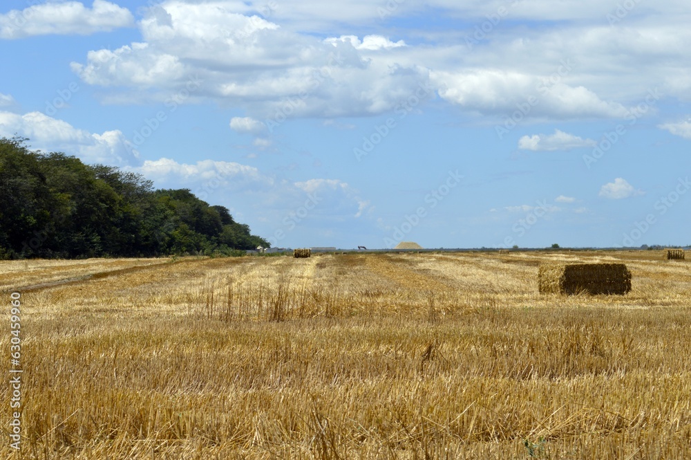 A field with mown wheat.