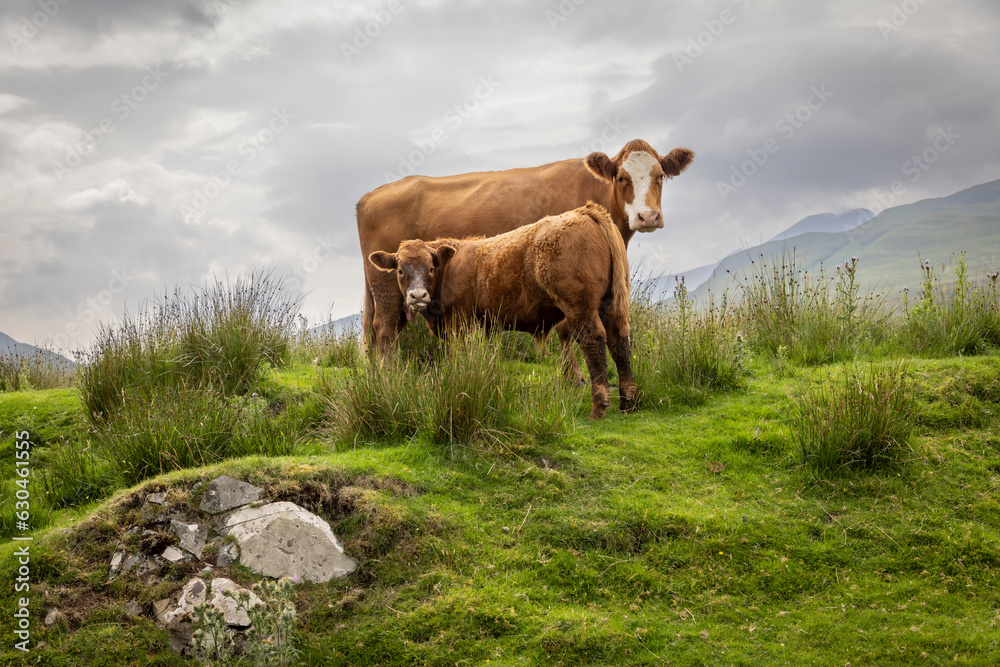 suckler cow husbandry on the isle of Colonsay in Scotland
