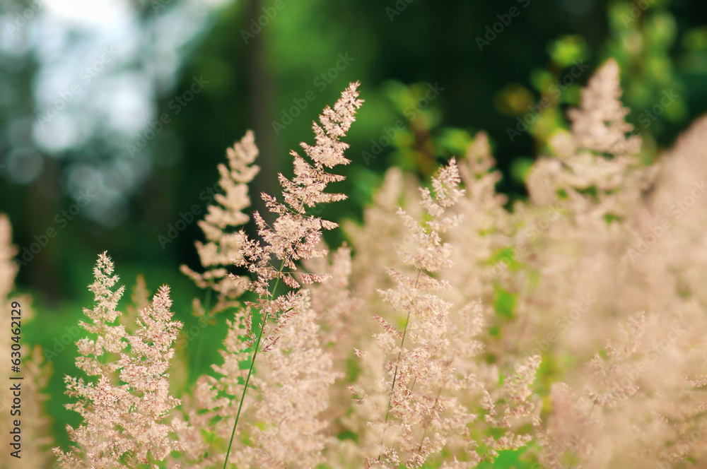 blooming grass on the background of the forest blooming grass on the background of the forest