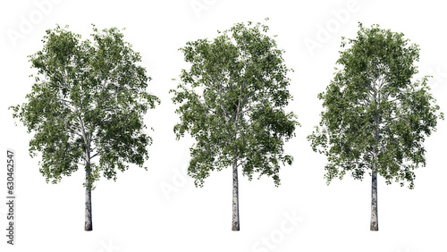 Daytime landscape tree element for 3d Architectural visualization, tree isolated on transparent background, 3d rendering illustration, PNG format