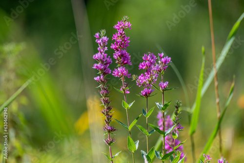 Purple Loosestrife Growing In The Marsh In Late August In Wisconsin photo