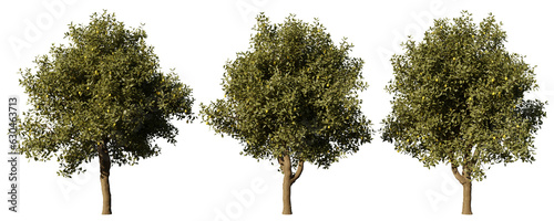 Daytime landscape tree element for 3d Architectural visualization, tree isolated on transparent background, 3d rendering illustration, PNG format
