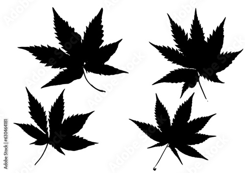 Hojas de cañamo