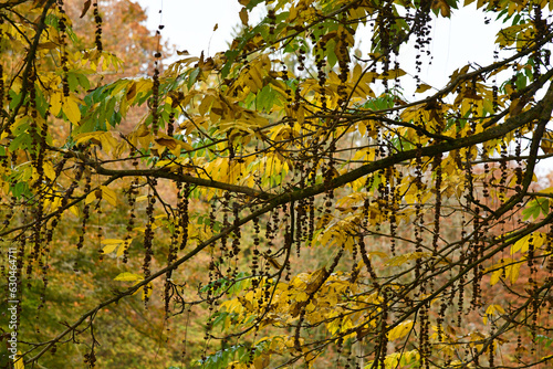 Flügelnuss mit bunter Herbstfärbung photo