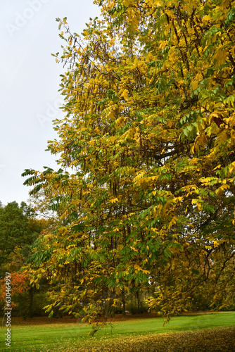 Flügelnuss mit bunter Herbstfärbung photo