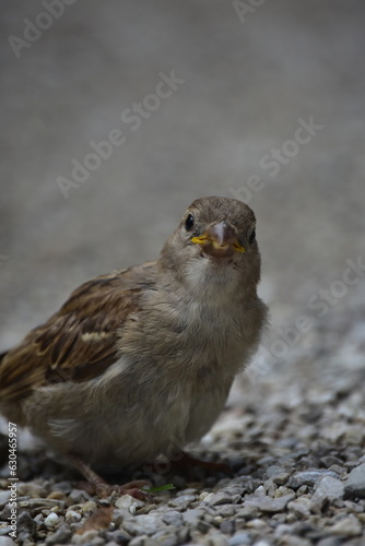 Pájaro gorrión marrón en primer plano mirando a cámara