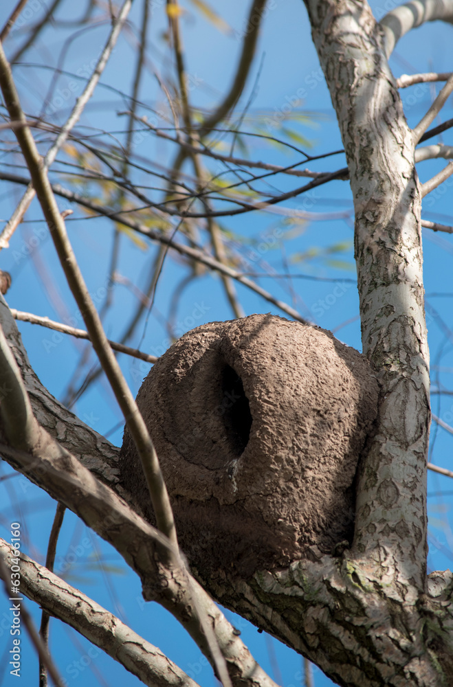 Obraz premium Nidos de hornero en las ramas de un árbol. Furnarius rufus