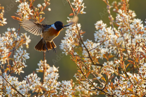 The collared redstart lands in blossom