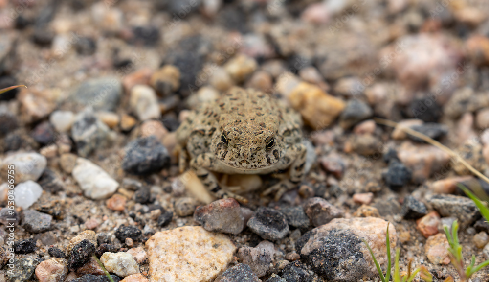 Close Up of a Great Plains Toad in Colorado