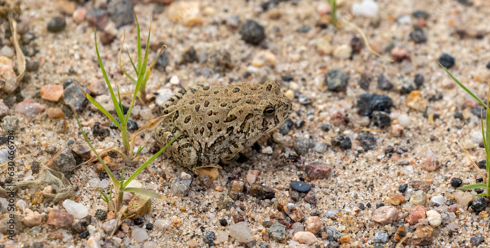 Great Plains Toad in Colorado Wildlife Refuge