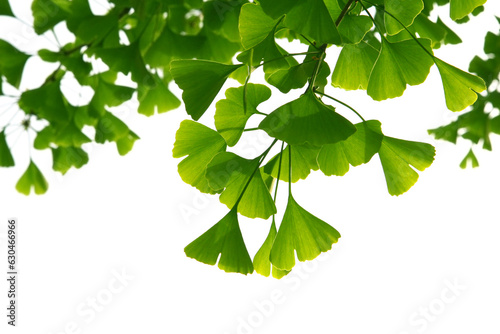 Ginkgo biloba green leaves on a tree. Ginkgo Biloba Tree Leaves on light sky.