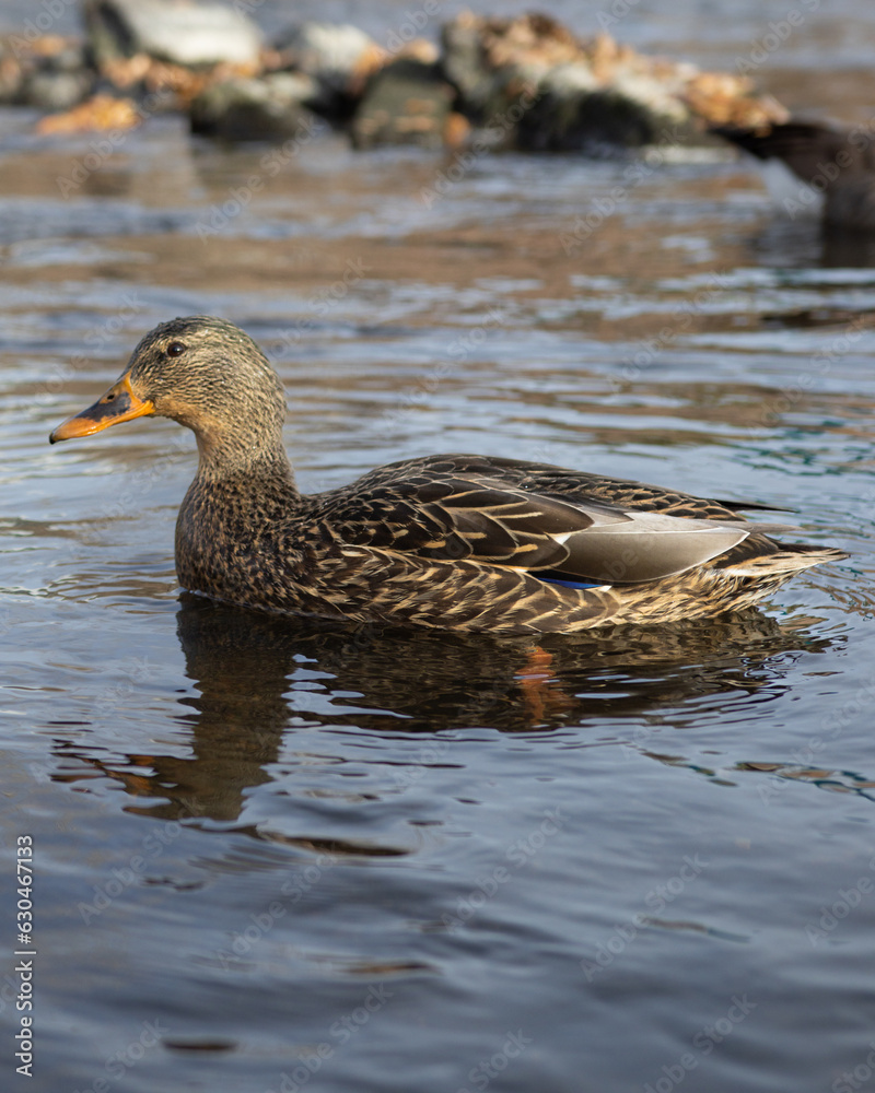 duck on the water duck on the water