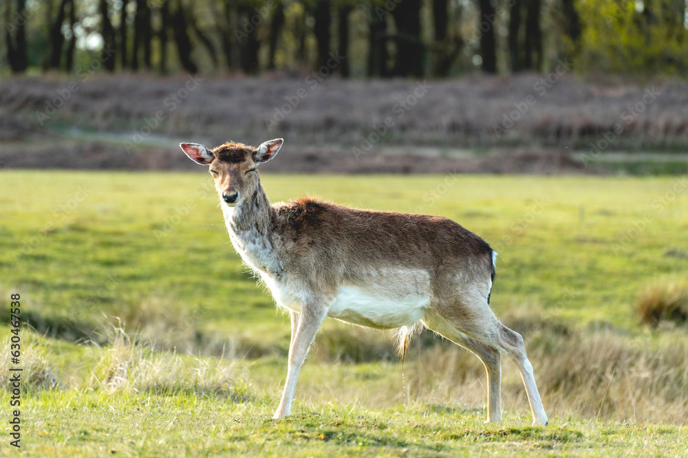 Fallow deer in the national park Amsterdamse waterleidingduinen, The Netherlands. Fallow deer in the national park Amsterdamse waterleidingduinen, The Netherlands.