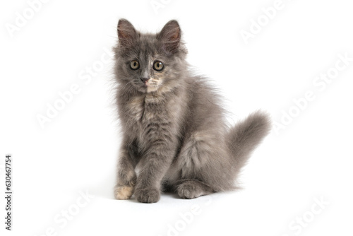 Beautiful gray kitten white background.