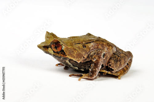 Asian horned frog // Java Zipfelfrosch (Megophrys montana)
