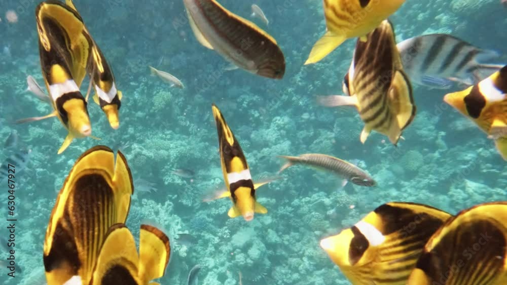 Underwater Close Up Colorful Tropical Fishes. Picture of a wonderful and beautiful underwater colorful fishes and corals in the tropical reef of the Red Sea, Dahab, Egypt