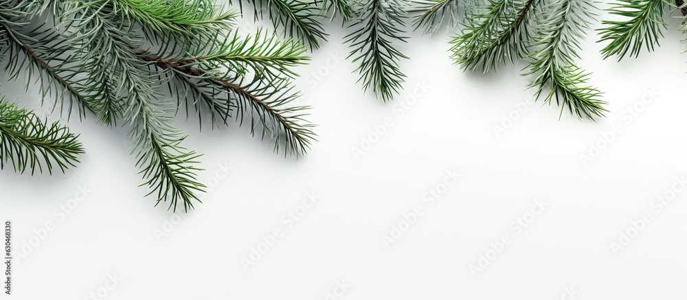 A top view of fir branches on a light gray background.