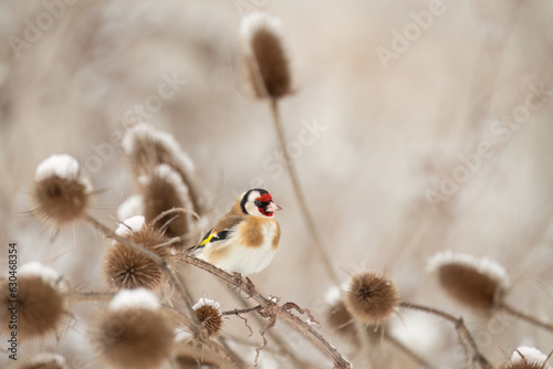 European goldfinch (Carduelis carduleis), Czech Republic, wildlife photography