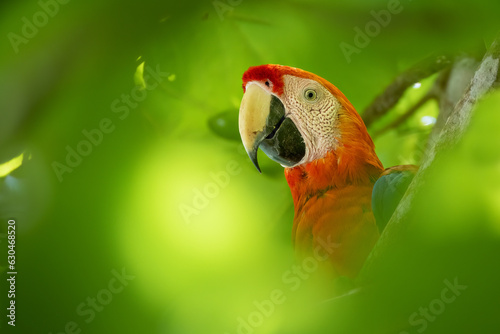 Scarlet macaw (Ara macao), Costa Rica, Cabo Matapalo. Wildlife photography. photo