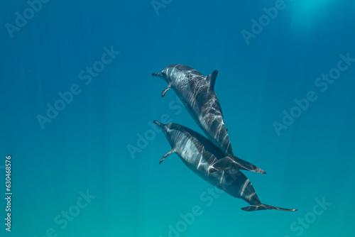 Spinner dolphin (Stenella longirostris), Red Sea, Sataya reef, Marsa Alam, Egypt. Wildlife underwater photography.