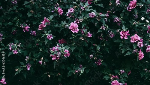 pink flowers in the garden,pink flowers, flower, pink, flowers, nature, plant, garden, spring, blossom, bloom, flora, beauty, purple, summer, red, rose, blooming, bush, beautiful, colorful, leaf, boug photo