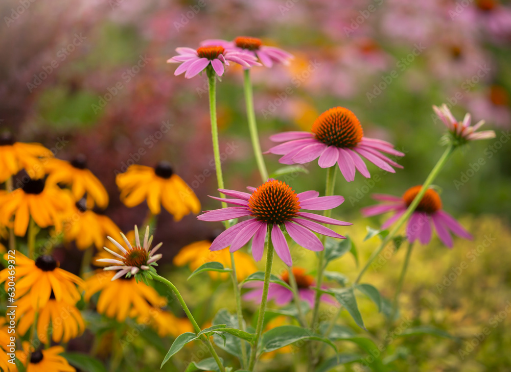 Obraz premium Kwiaty Jeżówki purpurowej - Echinacea