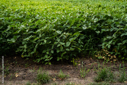 Ripening soybean field. Rows of soy plants on an agricultural field. Agrarian business. Agricultural scene. Selective focus.