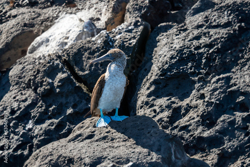 Galapagos blue footed booby in the rocks
