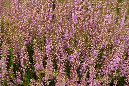 Heather Plant Detail Of Blossom