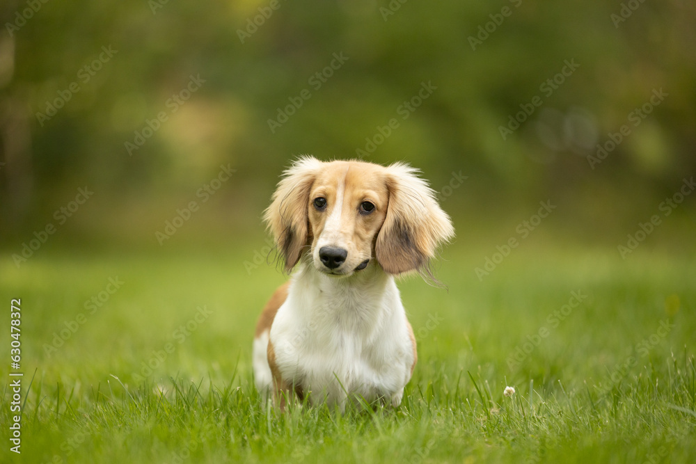 Dachshund puppy outside in grass