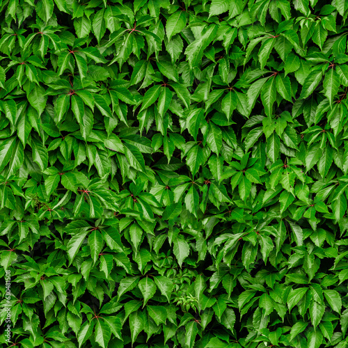 Pattern texture of green vines growing in a wall. Can be repeated seamlessly. Beautiful ivy bush photo. 