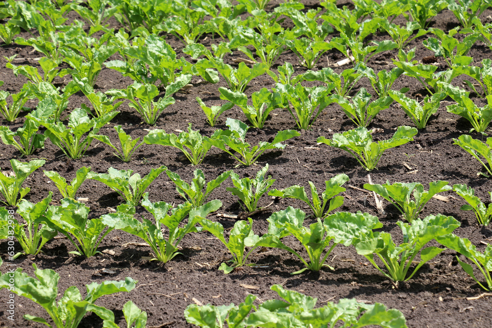 On the farm field grow sugar beets On the farm field grow sugar beets
