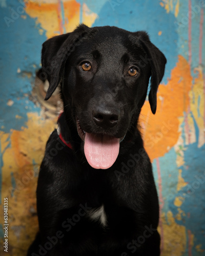 Black labrador retriever on blue and yellow wall photo