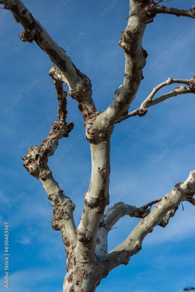 ARBOL CON RAMAS DE HOJAS CADUCAS EN INVIERNO SIN HOJAS ARBOL CON RAMAS DE HOJAS CADUCAS EN INVIERNO SIN HOJAS