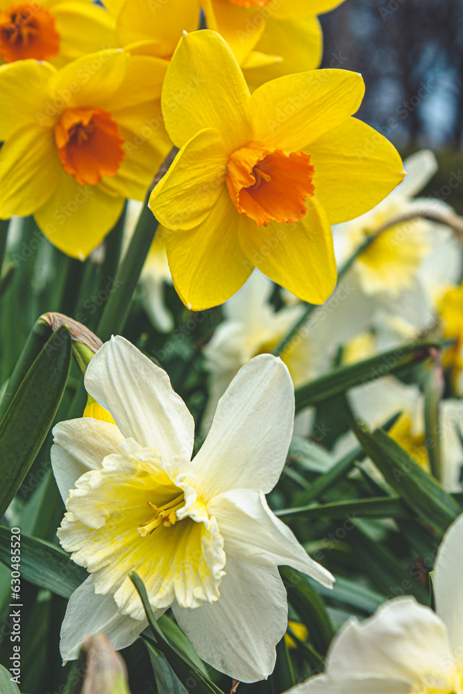 daffodils in spring daffodils in spring