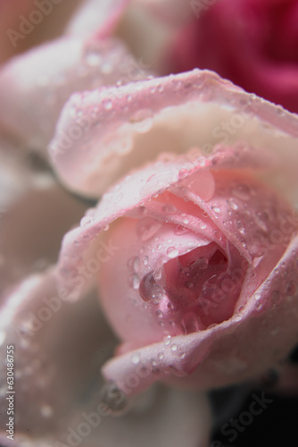 pink rose closeup