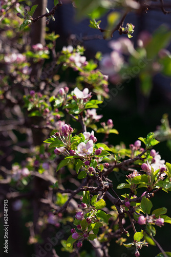 Closeup detailed photographs of fully bloomed spring flowers in a green garden. 