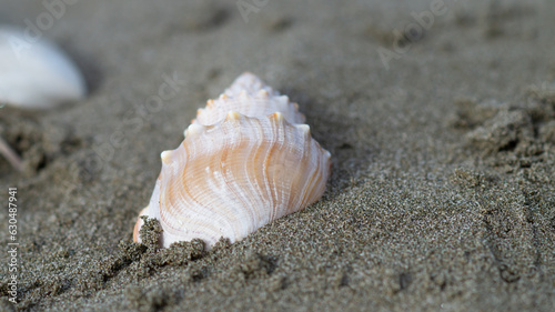shell in sand Macro